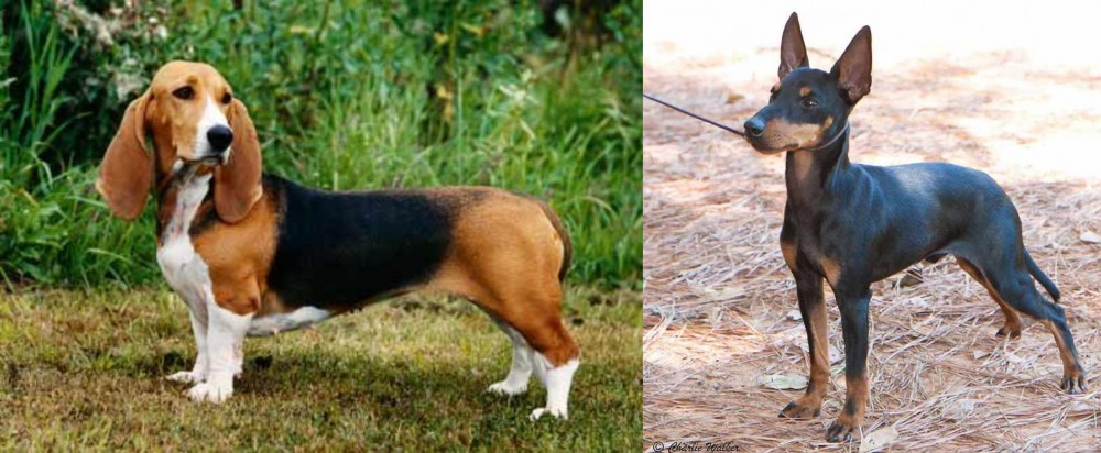 English Toy Terrier (Black & Tan) vs Basset Artesien Normand - Breed Comparison