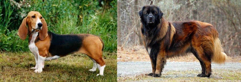 Estrela Mountain Dog vs Basset Artesien Normand - Breed Comparison