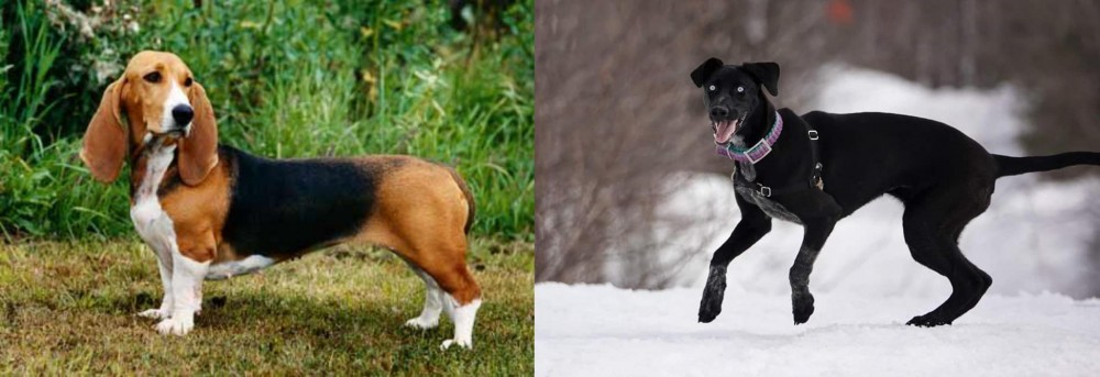 Eurohound vs Basset Artesien Normand - Breed Comparison