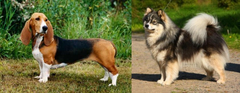Finnish Lapphund vs Basset Artesien Normand - Breed Comparison
