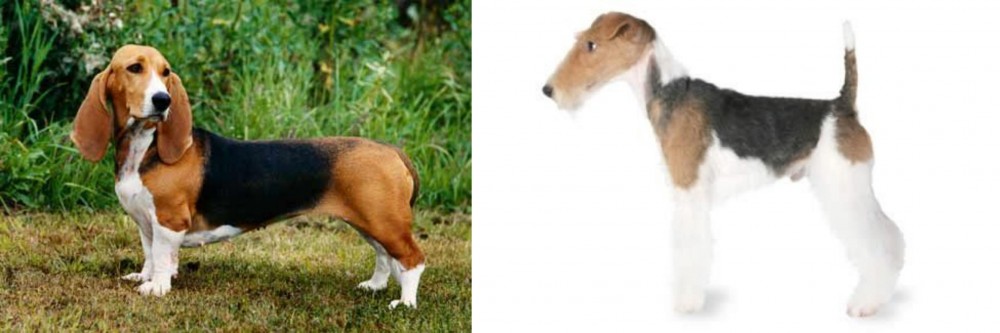 Fox Terrier vs Basset Artesien Normand - Breed Comparison