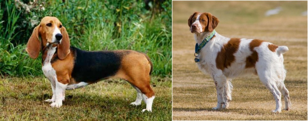 French Brittany vs Basset Artesien Normand - Breed Comparison