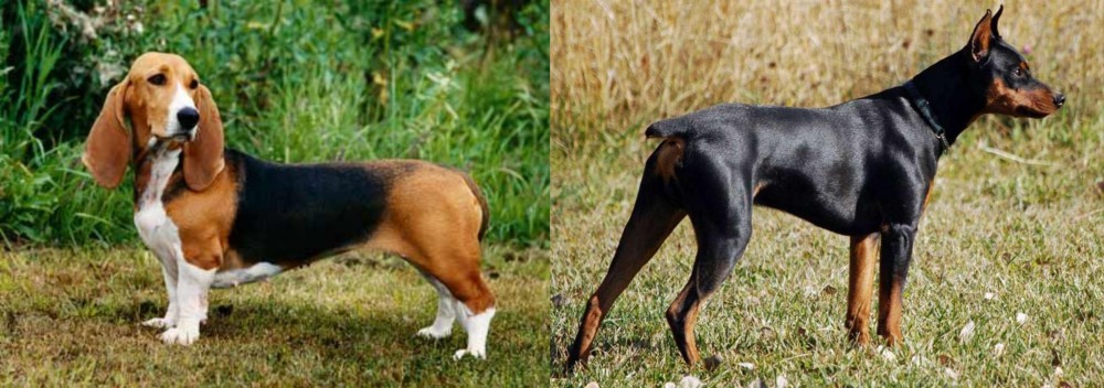 German Pinscher vs Basset Artesien Normand - Breed Comparison