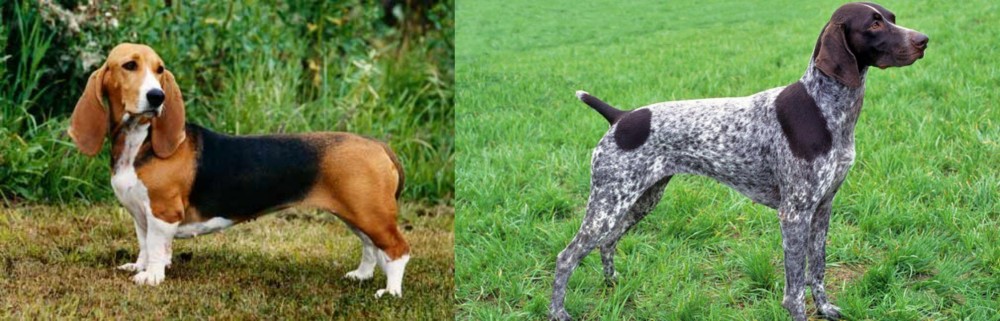 German Shorthaired Pointer vs Basset Artesien Normand - Breed Comparison