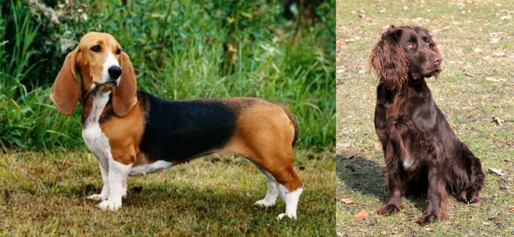 German Spaniel vs Basset Artesien Normand - Breed Comparison