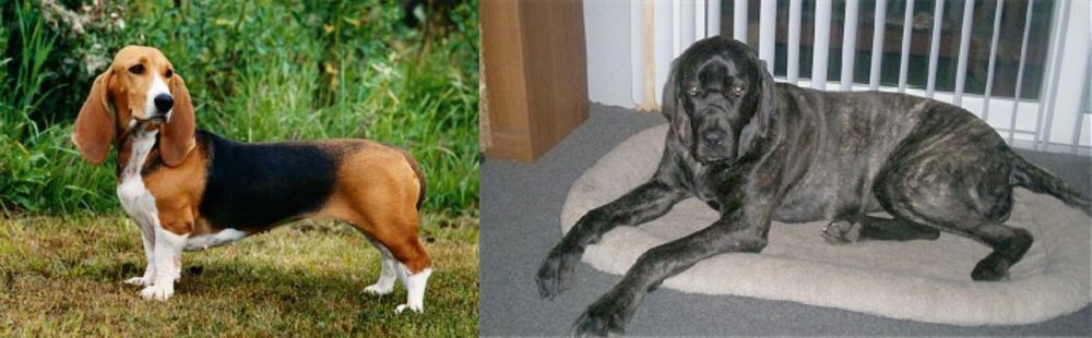 Giant Maso Mastiff vs Basset Artesien Normand - Breed Comparison