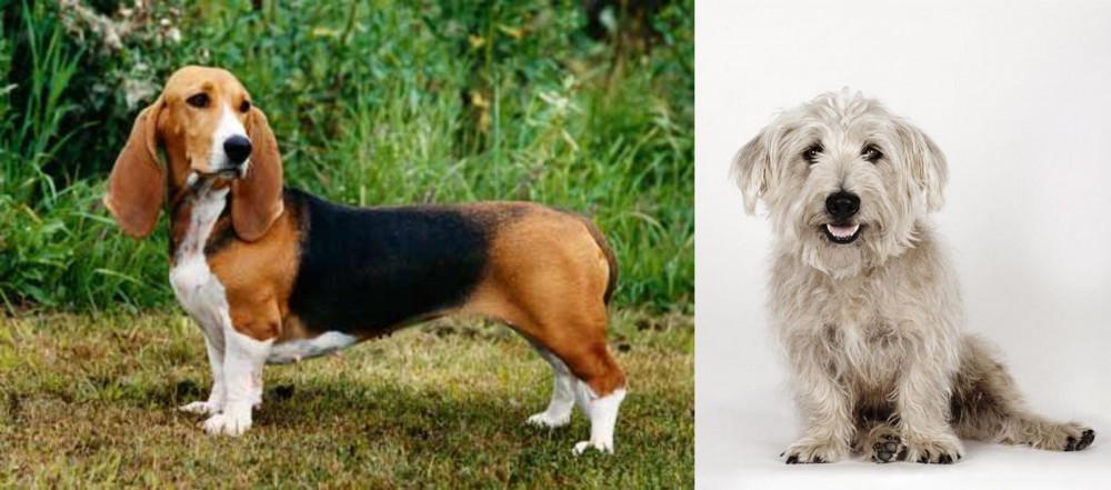 Glen of Imaal Terrier vs Basset Artesien Normand - Breed Comparison