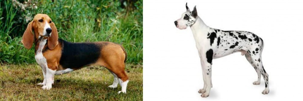 Great Dane vs Basset Artesien Normand - Breed Comparison