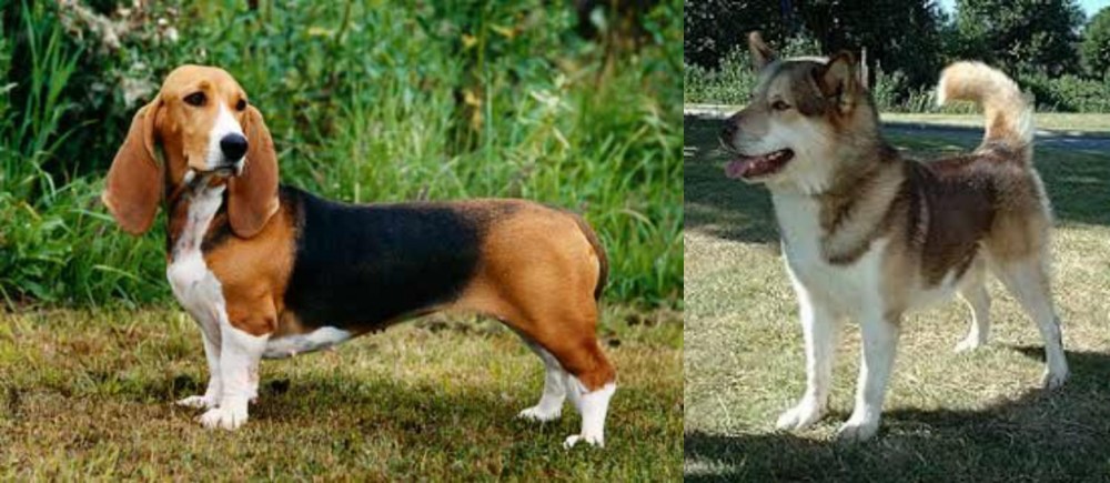 Greenland Dog vs Basset Artesien Normand - Breed Comparison