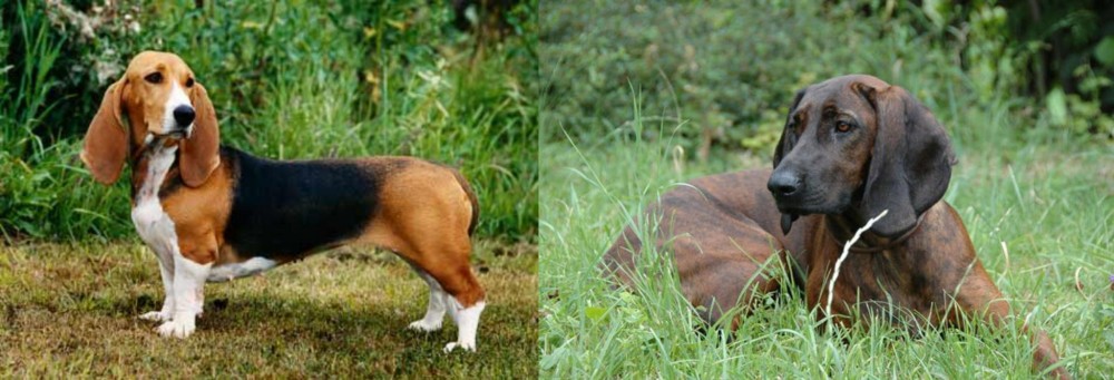 Hanover Hound vs Basset Artesien Normand - Breed Comparison