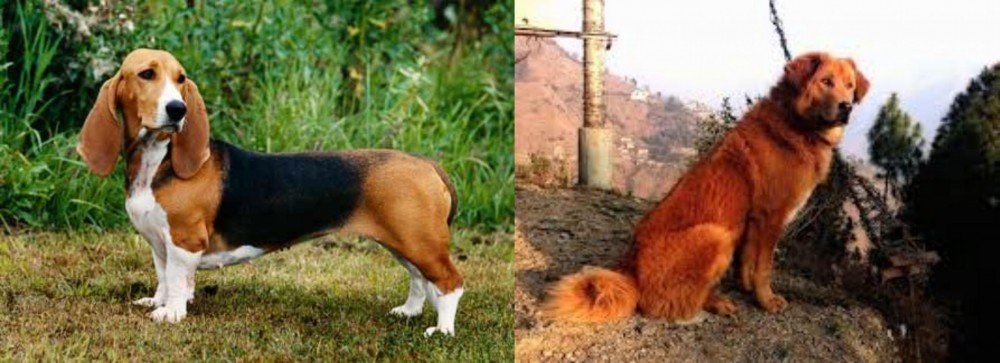 Himalayan Sheepdog vs Basset Artesien Normand - Breed Comparison