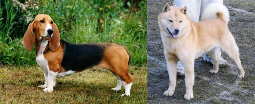 Hokkaido vs Basset Artesien Normand - Breed Comparison