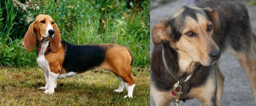 Huntaway vs Basset Artesien Normand - Breed Comparison