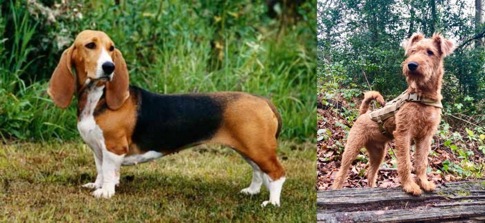 Irish Terrier vs Basset Artesien Normand - Breed Comparison