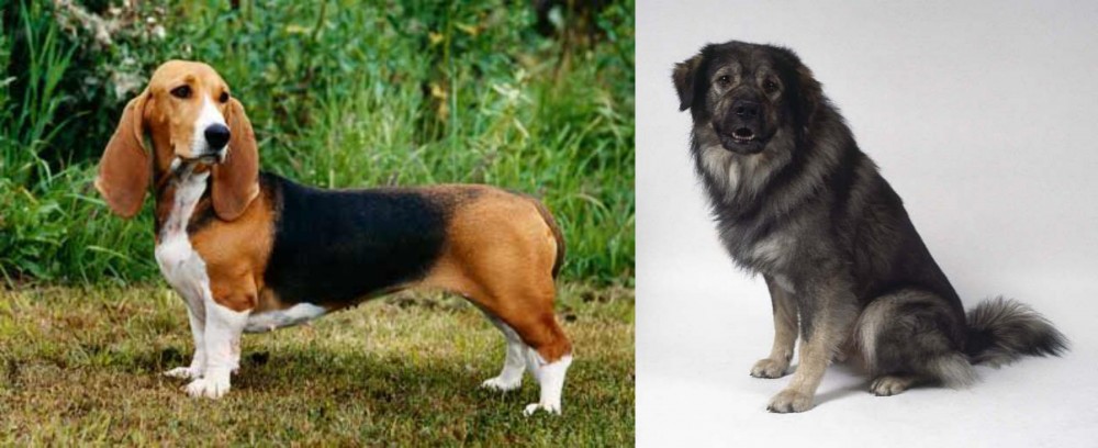 Istrian Sheepdog vs Basset Artesien Normand - Breed Comparison