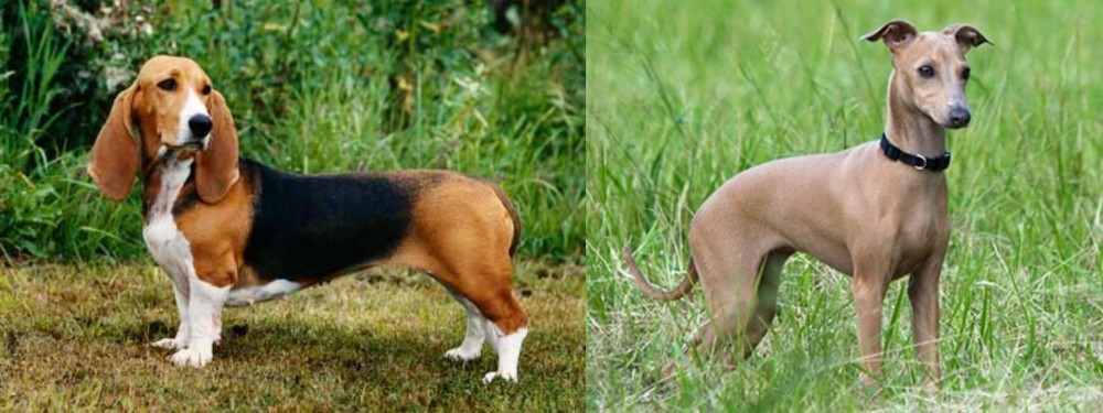 Italian Greyhound vs Basset Artesien Normand - Breed Comparison