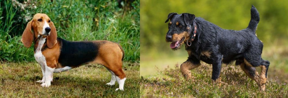 Jagdterrier vs Basset Artesien Normand - Breed Comparison