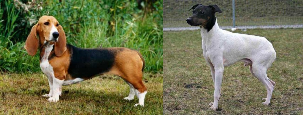 Japanese Terrier vs Basset Artesien Normand - Breed Comparison