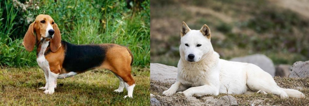 Jindo vs Basset Artesien Normand - Breed Comparison