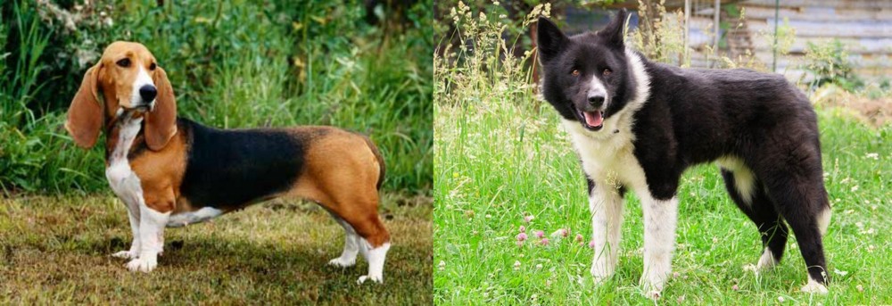 Karelian Bear Dog vs Basset Artesien Normand - Breed Comparison