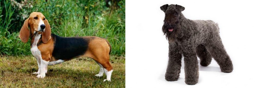 Kerry Blue Terrier vs Basset Artesien Normand - Breed Comparison