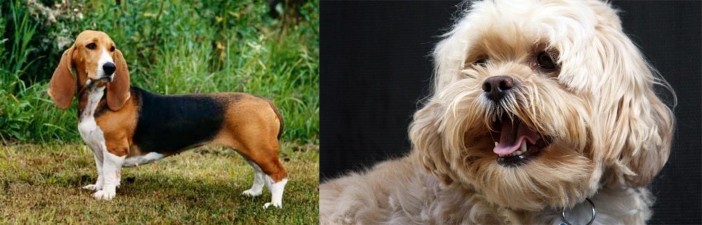 Lhasapoo vs Basset Artesien Normand - Breed Comparison