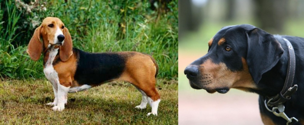 Lithuanian Hound vs Basset Artesien Normand - Breed Comparison