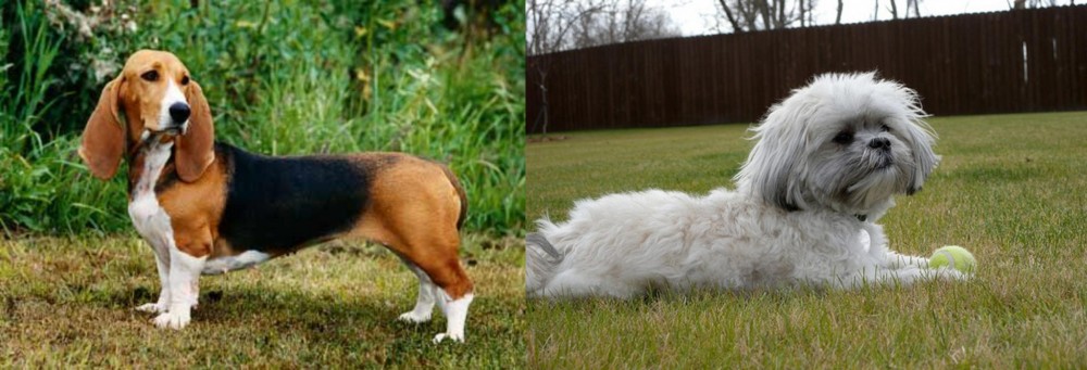 Mal-Shi vs Basset Artesien Normand - Breed Comparison