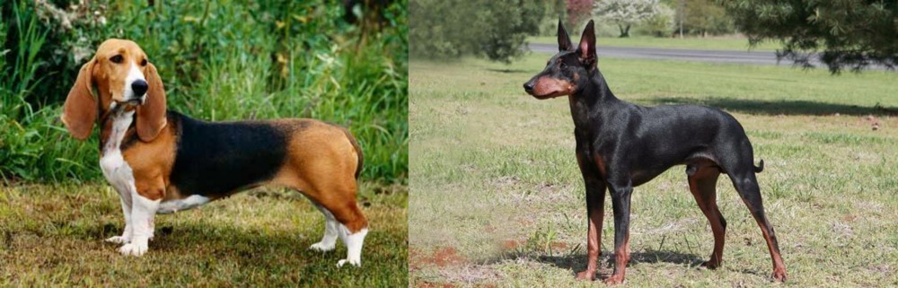 Manchester Terrier vs Basset Artesien Normand - Breed Comparison