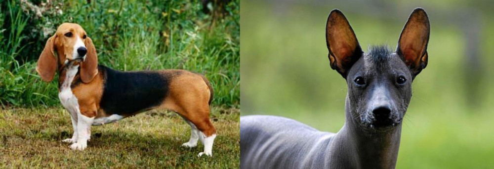 Mexican Hairless vs Basset Artesien Normand - Breed Comparison