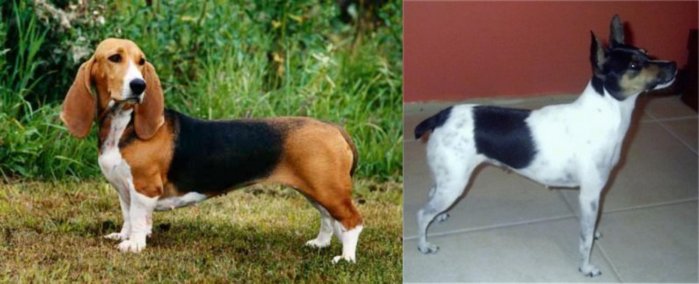 Miniature Fox Terrier vs Basset Artesien Normand - Breed Comparison