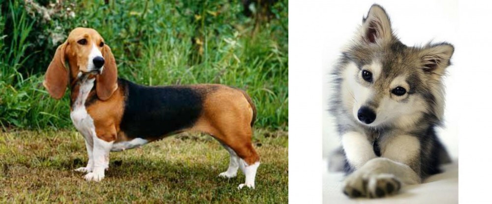 Miniature Siberian Husky vs Basset Artesien Normand - Breed Comparison
