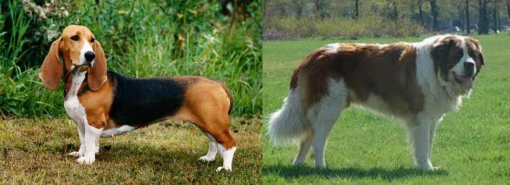 Moscow Watchdog vs Basset Artesien Normand - Breed Comparison