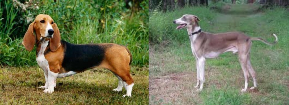 Mudhol Hound vs Basset Artesien Normand - Breed Comparison