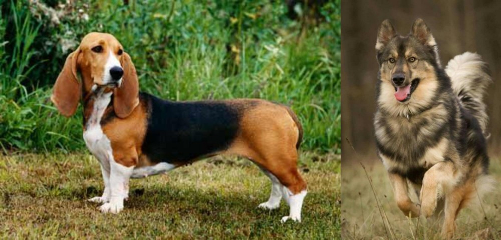 Native American Indian Dog vs Basset Artesien Normand - Breed Comparison