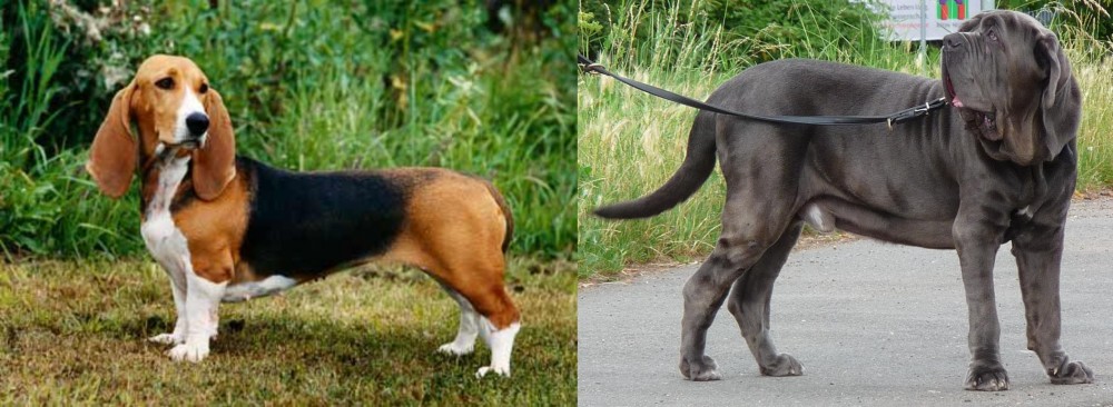 Neapolitan Mastiff vs Basset Artesien Normand - Breed Comparison