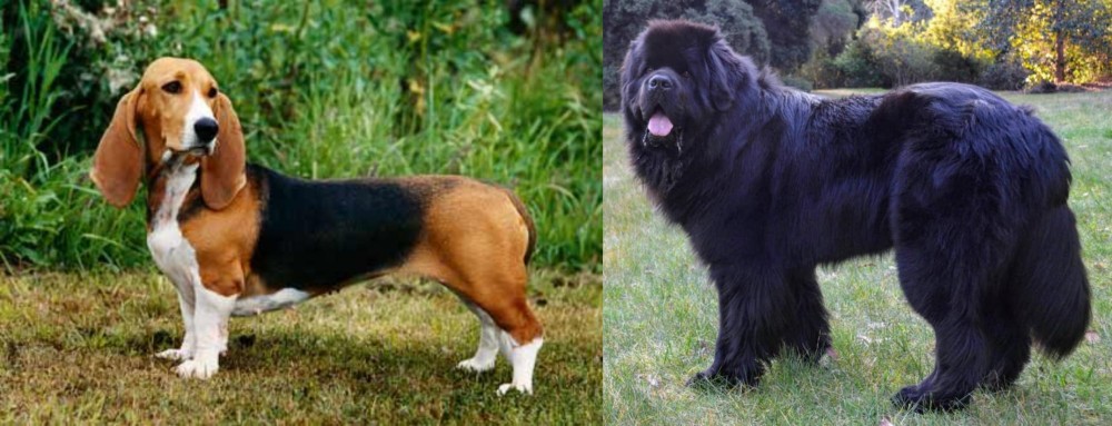 Newfoundland Dog vs Basset Artesien Normand - Breed Comparison