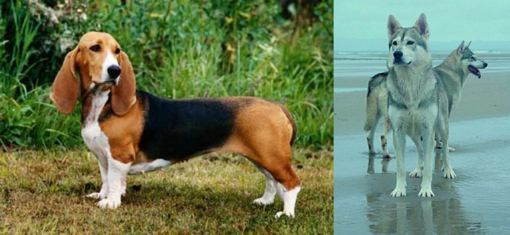 Northern Inuit Dog vs Basset Artesien Normand - Breed Comparison