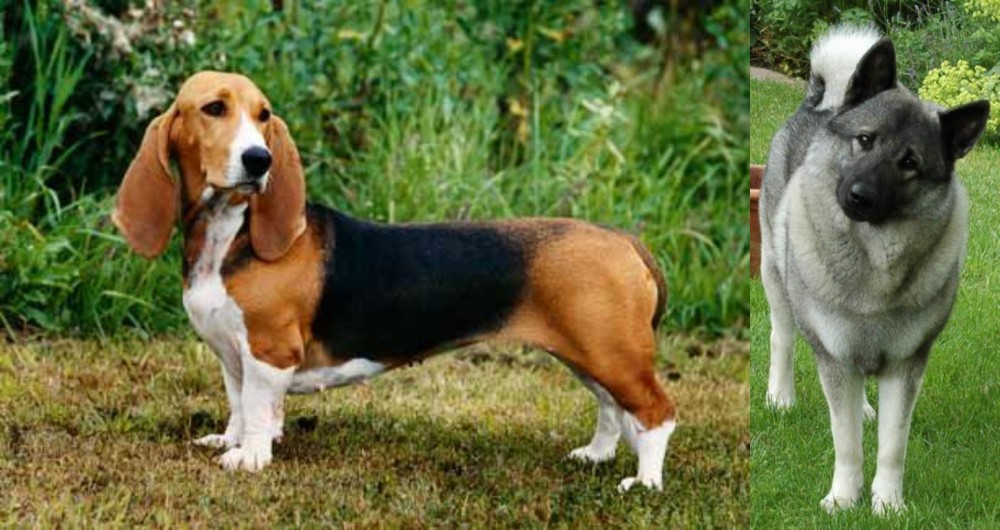 Norwegian Elkhound vs Basset Artesien Normand - Breed Comparison