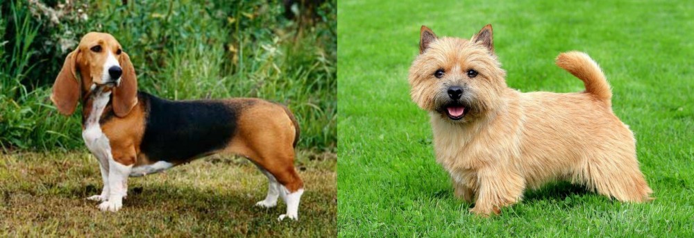 Norwich Terrier vs Basset Artesien Normand - Breed Comparison