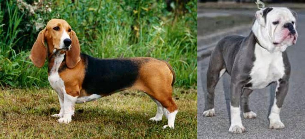 Old English Bulldog vs Basset Artesien Normand - Breed Comparison