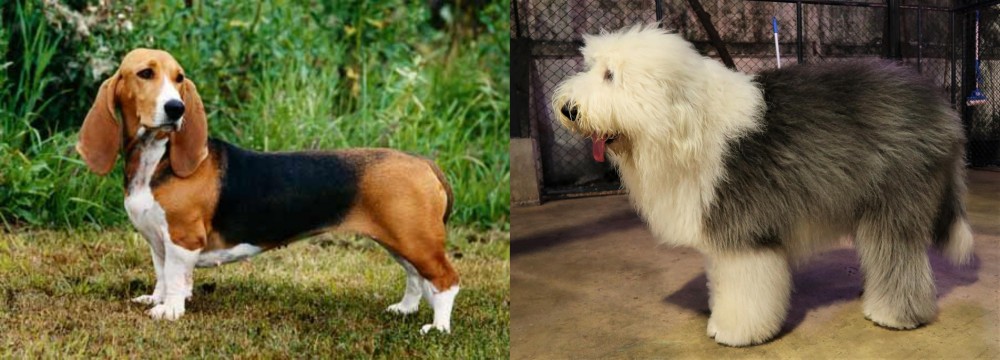Old English Sheepdog vs Basset Artesien Normand - Breed Comparison