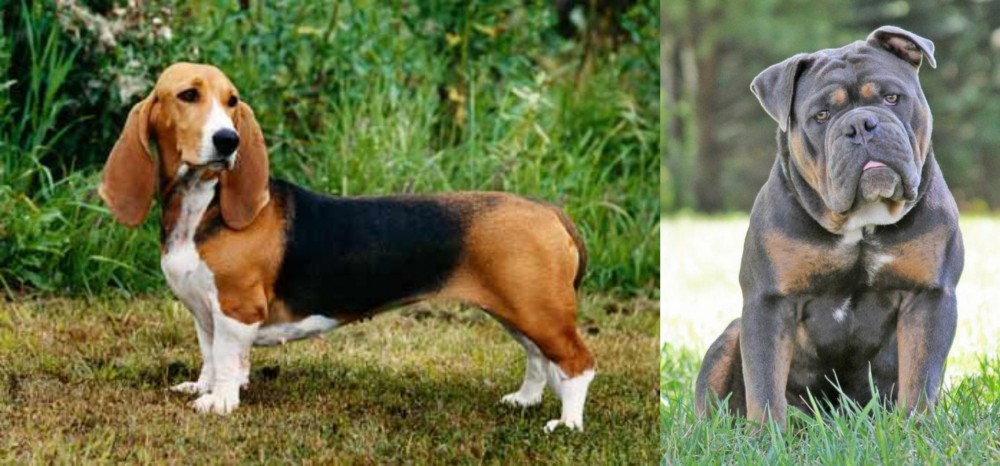 Olde English Bulldogge vs Basset Artesien Normand - Breed Comparison