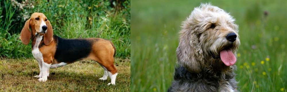 Otterhound vs Basset Artesien Normand - Breed Comparison