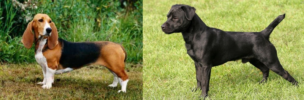 Patterdale Terrier vs Basset Artesien Normand - Breed Comparison