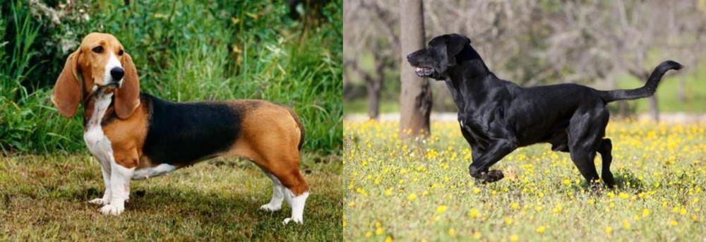 Perro de Pastor Mallorquin vs Basset Artesien Normand - Breed Comparison