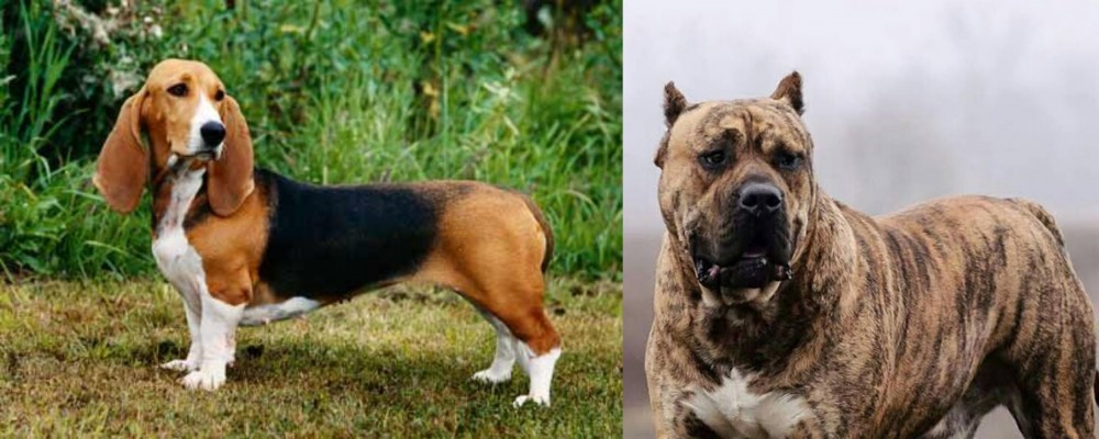 Perro de Presa Canario vs Basset Artesien Normand - Breed Comparison