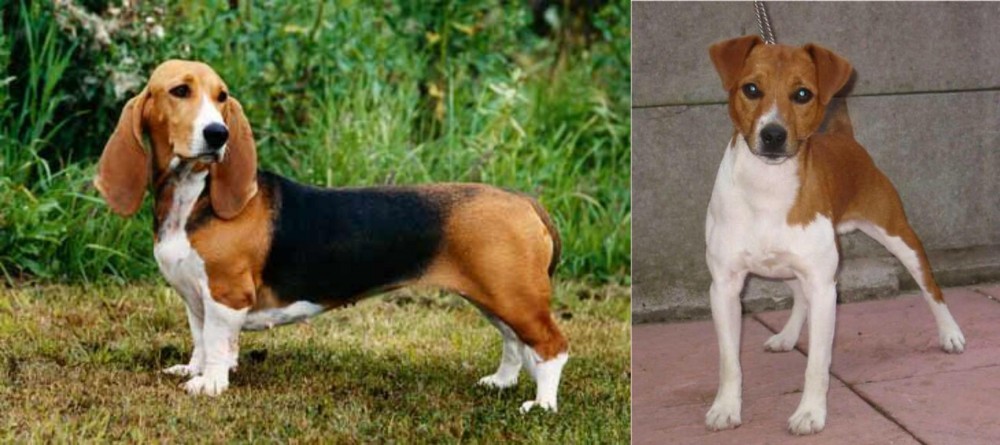 Plummer Terrier vs Basset Artesien Normand - Breed Comparison