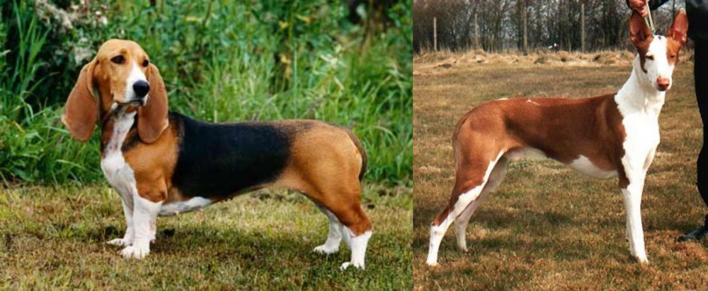 Podenco Canario vs Basset Artesien Normand - Breed Comparison