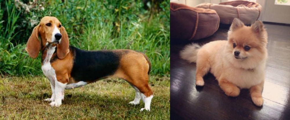 Pomeranian vs Basset Artesien Normand - Breed Comparison